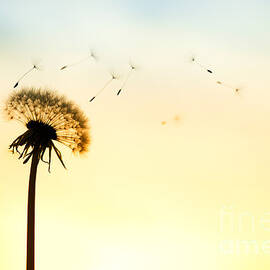 Letting Go by Tim Gainey