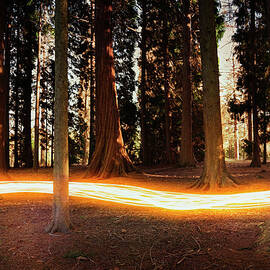 Light Trail Passing Around Trees by Robert Decelis Ltd