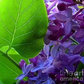 Lilacs and Leaves