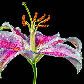 Lily on Black by Don Champlin