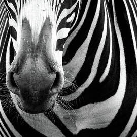 Lines by Photo By Mary Jo Boughton