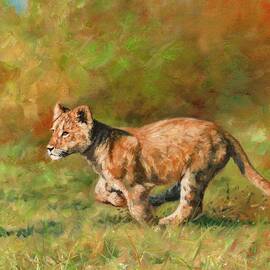 Lion Cub Running