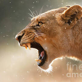 Lioness displaying dangerous teeth in a rainstorm
