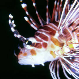 Lionfish 3