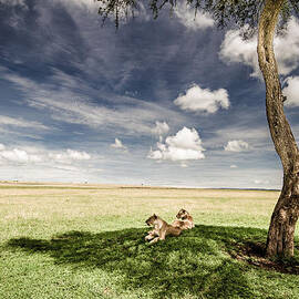 lions in the shade - selenium toned by Mike Gaudaur