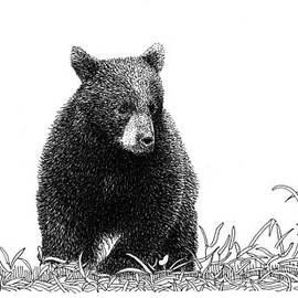 Little Bear by Scott Woyak