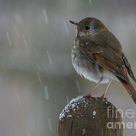 Little Bird Loving the Snow by Deborah A Andreas