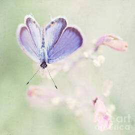 Little Blue by Pam  Holdsworth