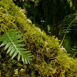 Little Fern by Kelley King