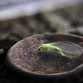 Little Green Bug