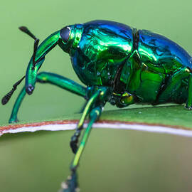 Little Green Weevil by Craig Lapsley