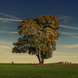 Lone Oak Tree With Crossing Contrails by Jason Harris