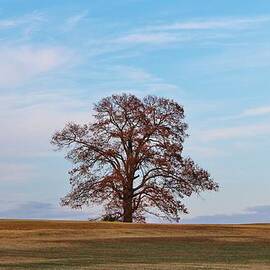 Lonely Tree by Cynthia Guinn