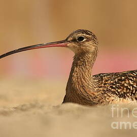 Long Billed Curlew by John F Tsumas