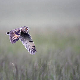 Long-eared Owl, Asio otus