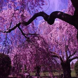 LONGING FOR THESE KIND OF DAYS by Jeff Swan
