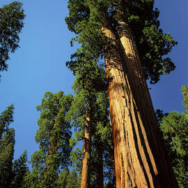 Looking Up A Giant Sequoia Tree by Greg Probst