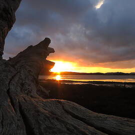 Los Osos Driftwood by Paul Foutz