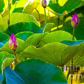 Lotus Garden by Roselynne Broussard