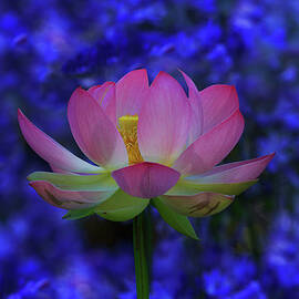 Lotus Flower In Blue by Beth Sargent