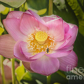 Lotus in the Pink by Terry Rowe