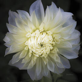 Louie Meggos Dahlia