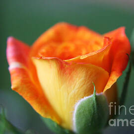 Louisiana Orange Rose by Ester McGuire