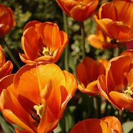 Lovely Burnt Orange Tulips by Dora Sofia Caputo