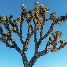 Low Angle View Of Joshua Tree, Joshua by Panoramic Images