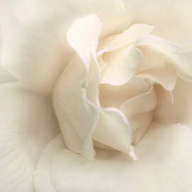 Luminous Ivory Rose Flower by Jennie Marie Schell
