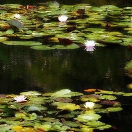 Luminous Water Lilies by Carla Parris