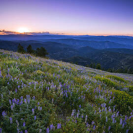 Lupine bloom in Idaho mountains by Vishwanath Bhat