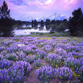 Lupine in the Tetons by Ray Mathis