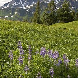 Lupine Wildfolwers In High Alpine by Joel Bennett