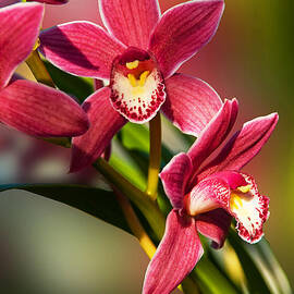 Orchids in Pink