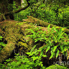 Lush temperate rainforest 2 by Elena Elisseeva