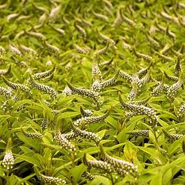 Lysimachia clethroides