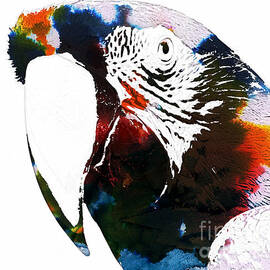 Macaw in watercolor by Celestial Images