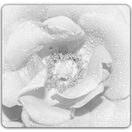 Macro image of a rose by Stefano Senise