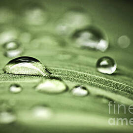 Macro raindrops on green leaf by Elena Elisseeva