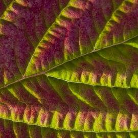 Macro View Of Salmonberry Leaf Changing by Marion Owen