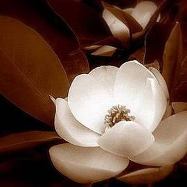 New Orleans Magnolia Beauty