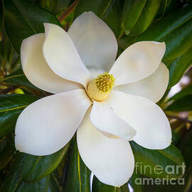 Magnolia Flower by Inge Johnsson