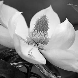 Magnolia in May - Black and White