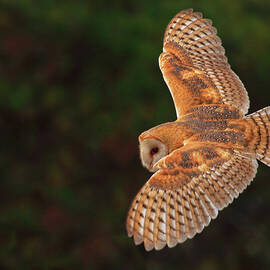 Majestic Flight by Beth Sargent