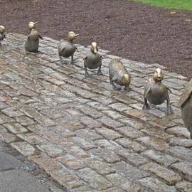 Make way for ducklings