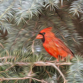 Male Cardinal in Spruce Tree by Patti Deters