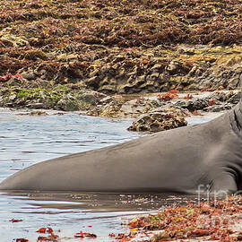 Male Elephant Seal Calling by Natural Focal Point Photography