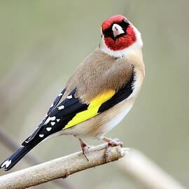 Male European Goldfinch On A Branch by Science Photo Library