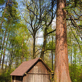 Mammoth tree sequoia and little hut in the forest by Matthias Hauser